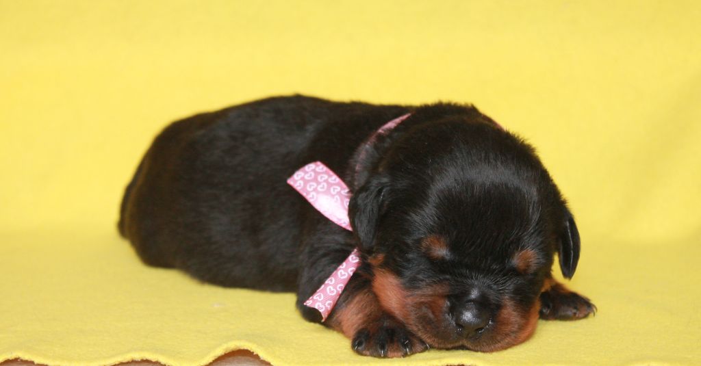 Of Impérial Wisdom - Chiot disponible  - Rottweiler