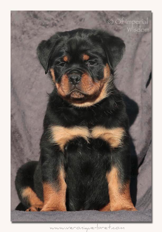 Of Impérial Wisdom - Chiot disponible  - Rottweiler