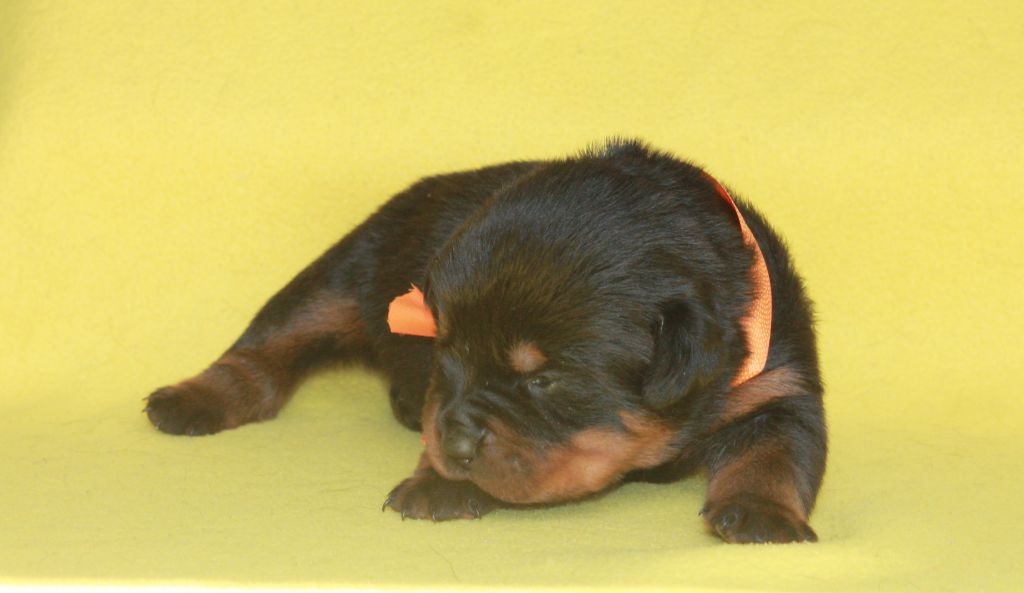 Of Impérial Wisdom - Chiot disponible  - Rottweiler