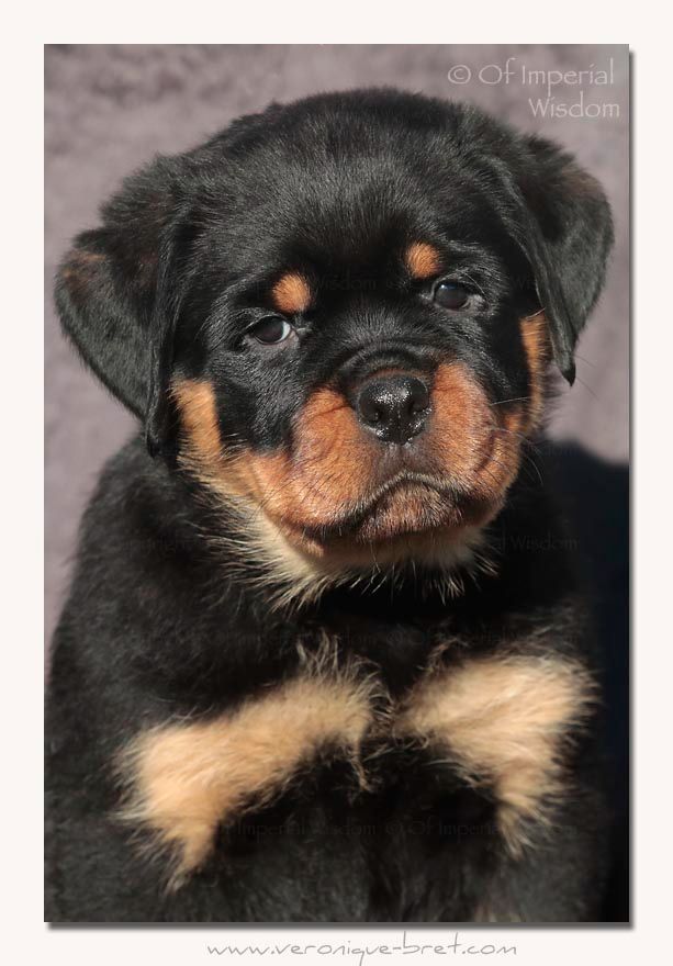 Of Impérial Wisdom - Chiot disponible  - Rottweiler