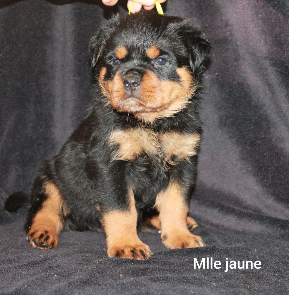 Of Impérial Wisdom - Chiot disponible  - Rottweiler