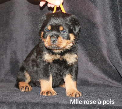 Mlle rose à pois 