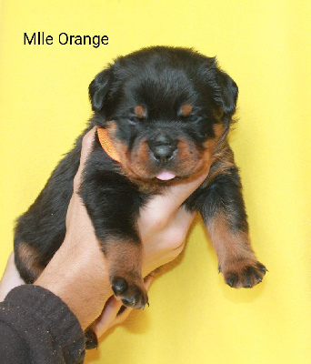Mlle Orange