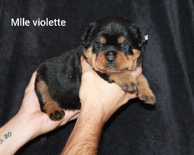 Mlle Violette 