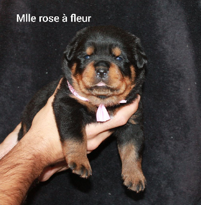 Mlle rose à fleur 