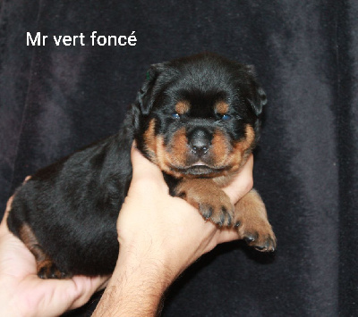 Mr vert foncé 