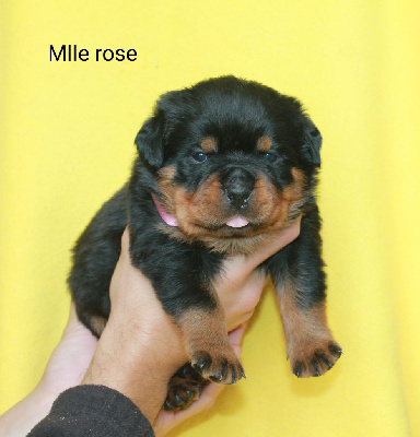 Mlle Rose