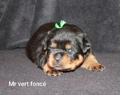 Mr vert foncé 