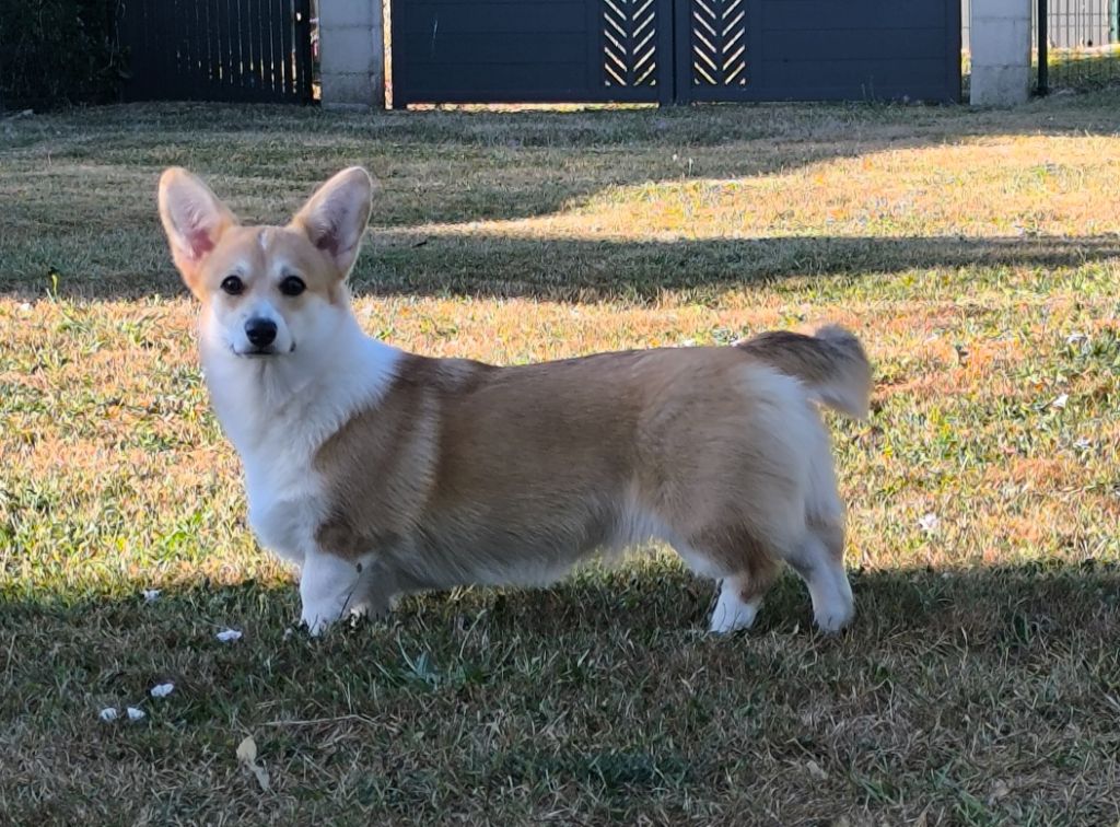 Bella sweet yummy