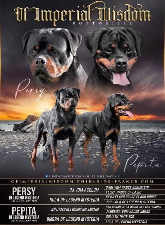 Bébés de Pepita / Persy
