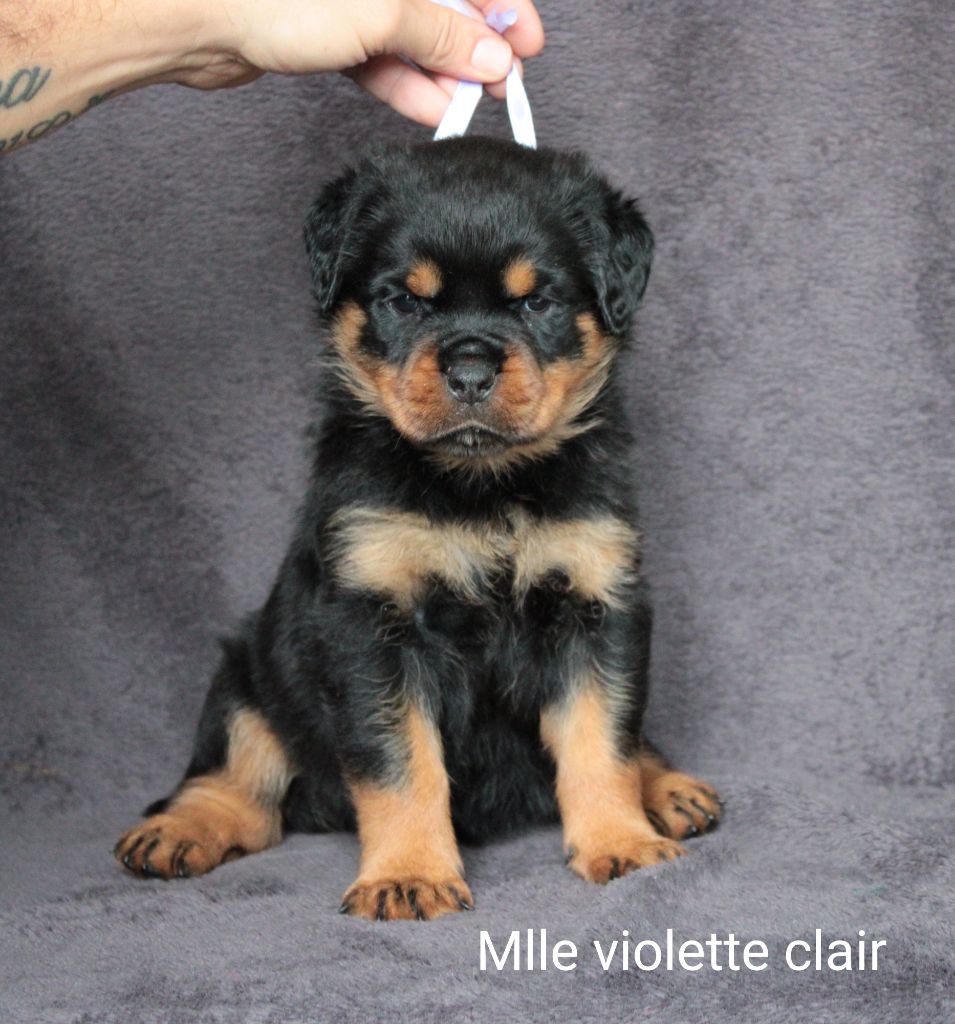 Of Impérial Wisdom - Chiots disponibles - Rottweiler