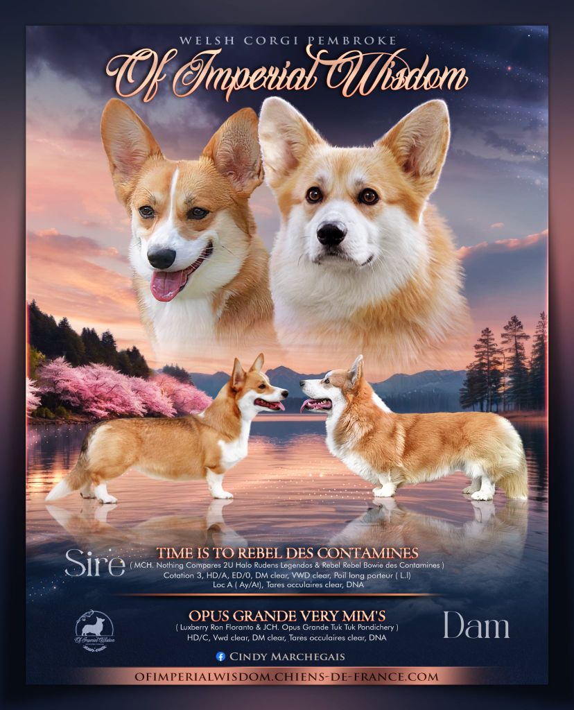 Of Impérial Wisdom - Welsh Corgi Pembroke - Portée née le 29/09/2025