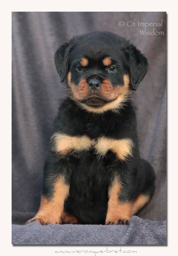 Of Impérial Wisdom - Chiots disponibles - Rottweiler