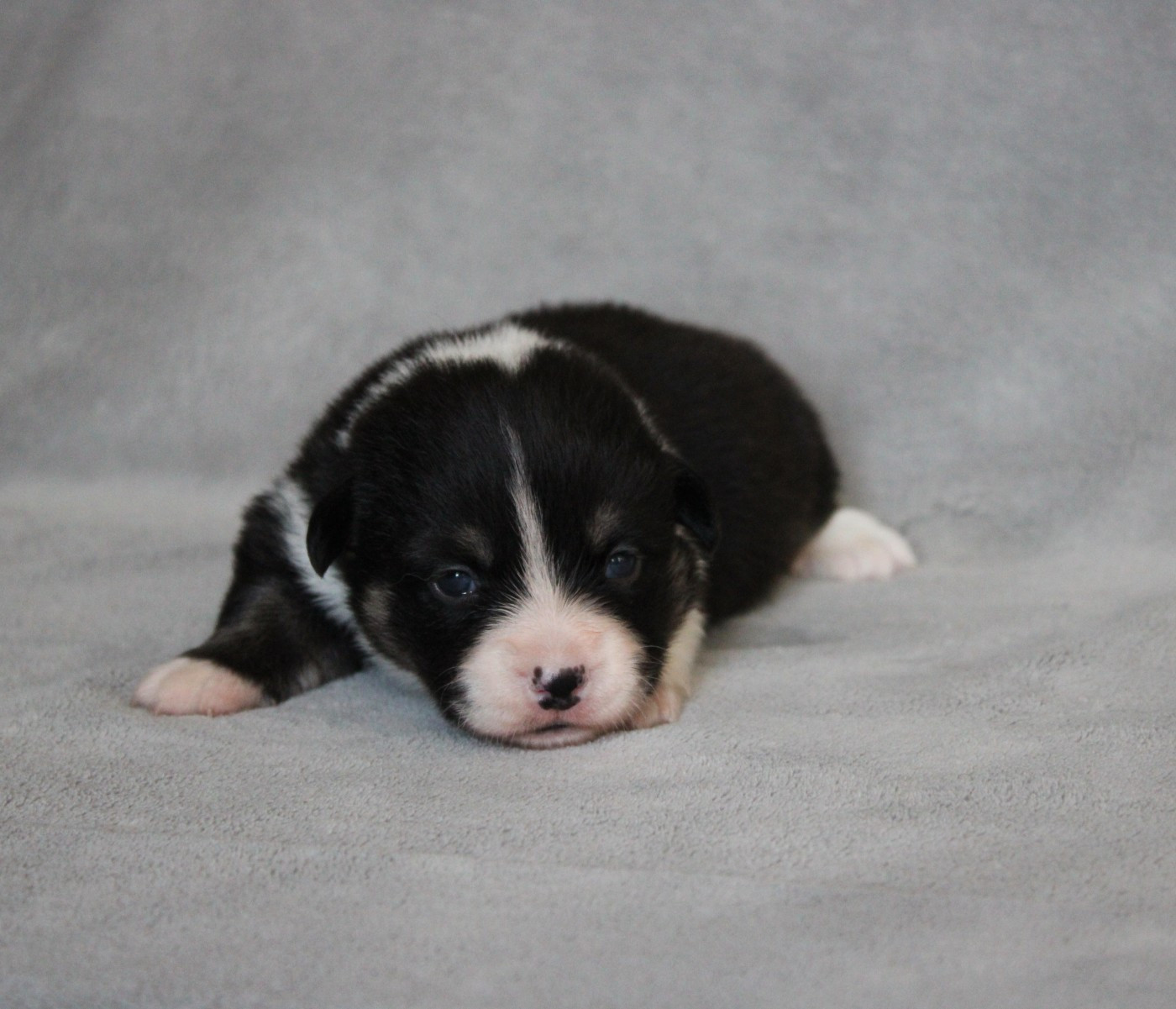 Of Impérial Wisdom - Chiots disponibles - Welsh Corgi Pembroke