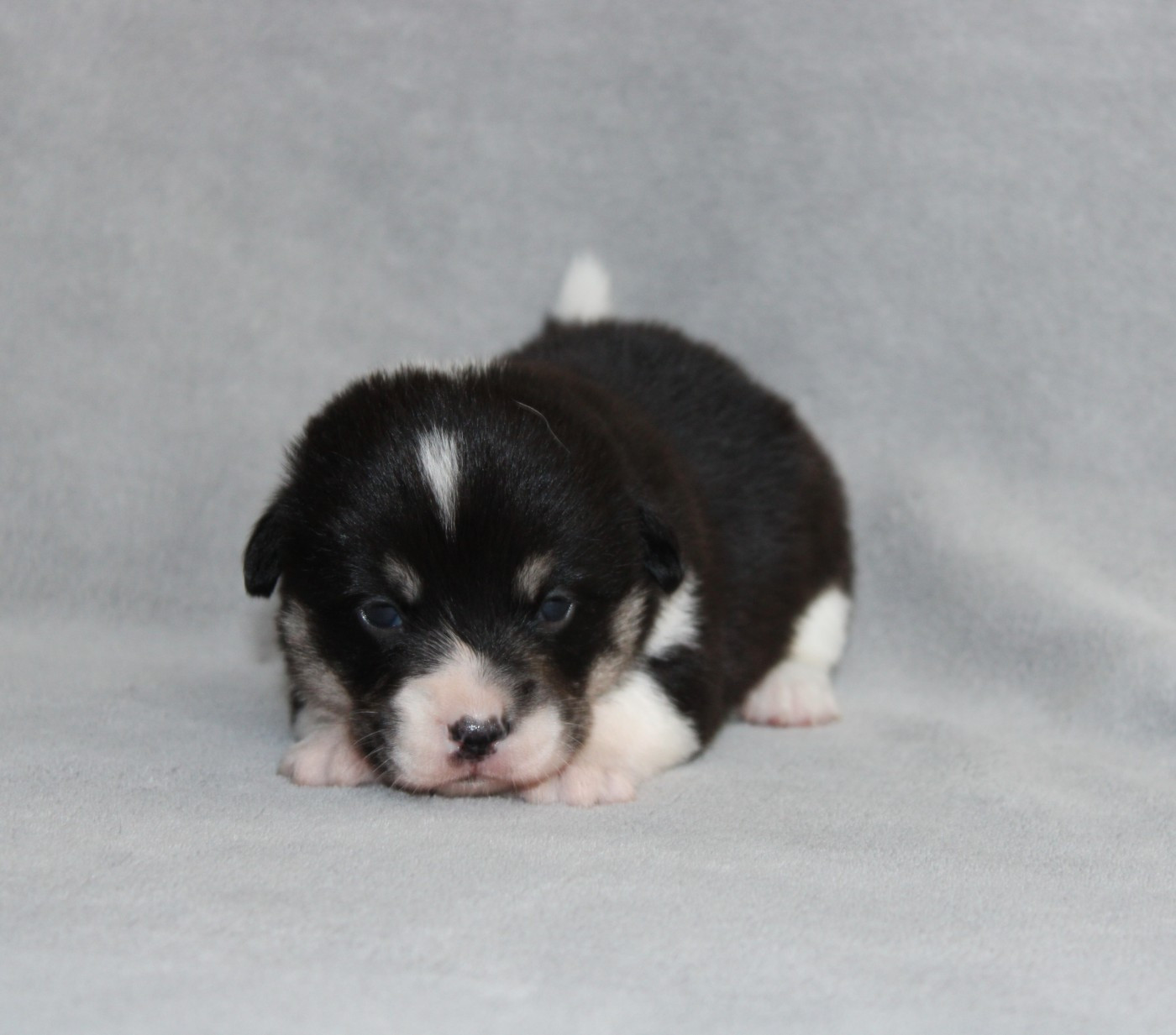 Of Impérial Wisdom - Chiots disponibles - Welsh Corgi Pembroke