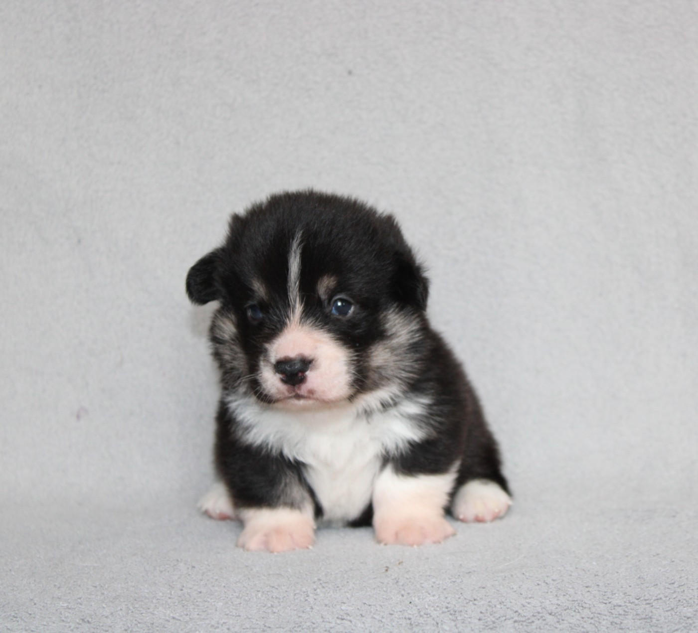 Of Impérial Wisdom - Chiots disponibles - Welsh Corgi Pembroke