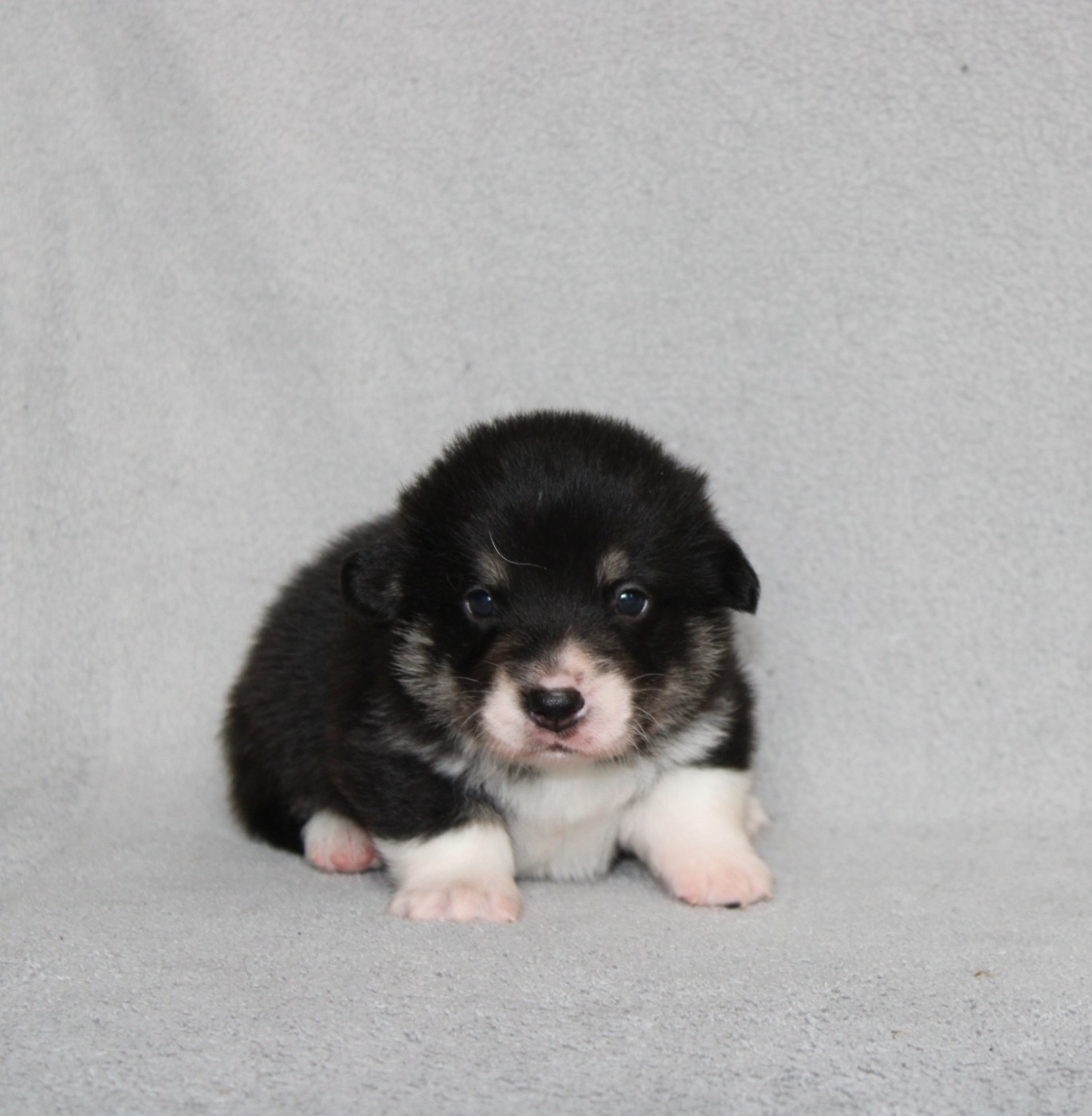 Of Impérial Wisdom - Chiots disponibles - Welsh Corgi Pembroke