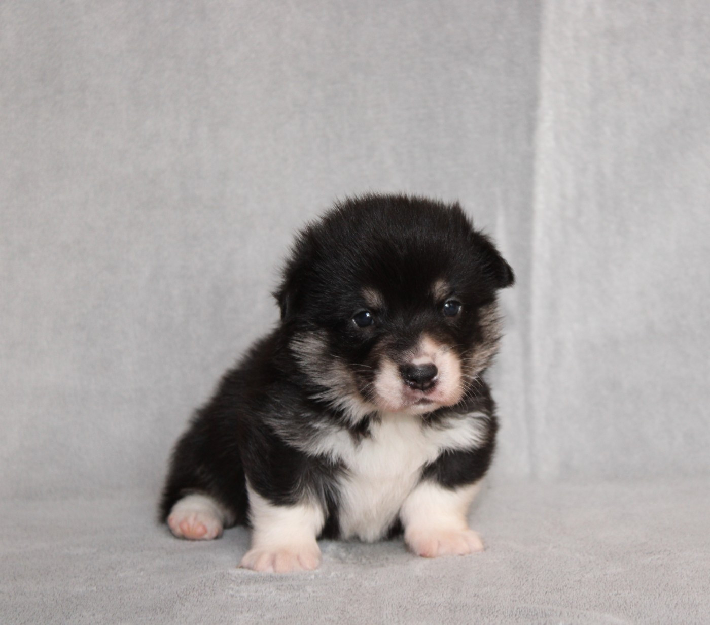 Of Impérial Wisdom - Chiots disponibles - Welsh Corgi Pembroke