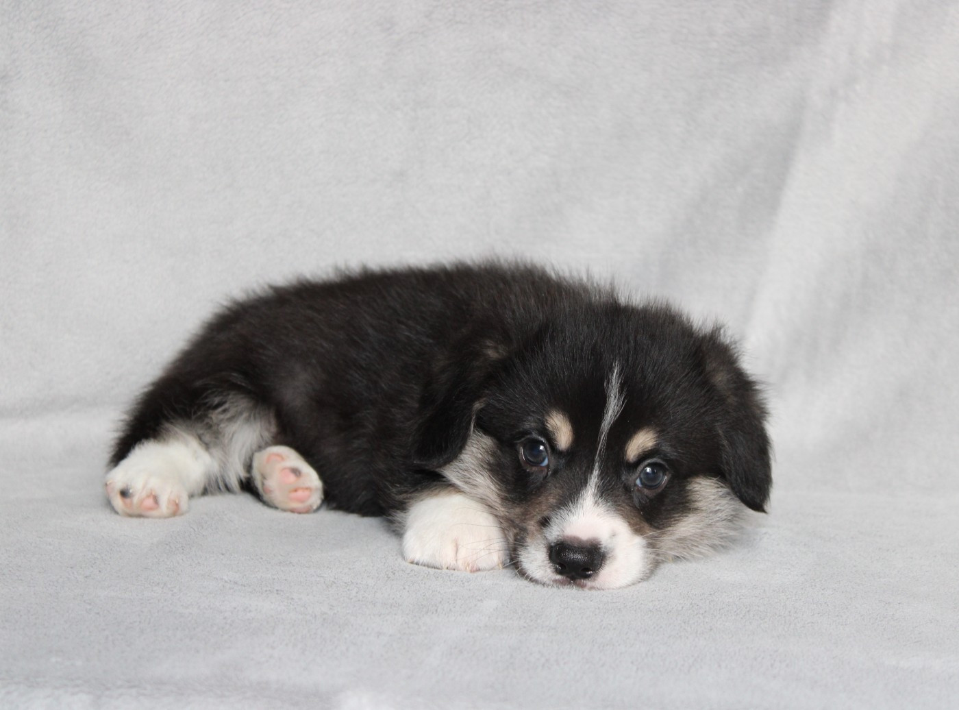 Of Impérial Wisdom - Chiots disponibles - Welsh Corgi Pembroke