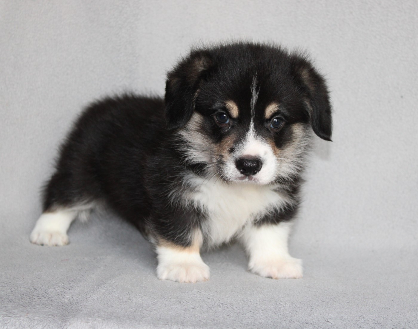 Of Impérial Wisdom - Chiots disponibles - Welsh Corgi Pembroke
