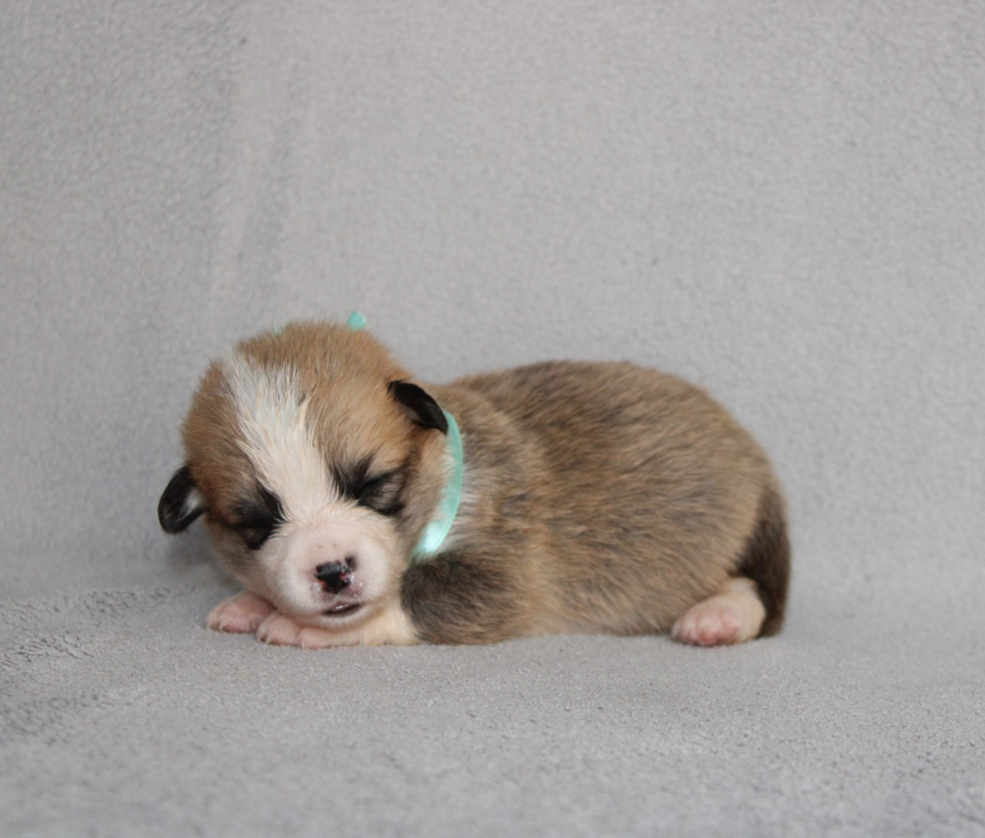 Of Impérial Wisdom - Chiots disponibles - Welsh Corgi Pembroke