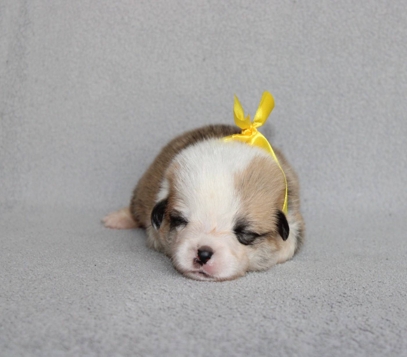 Of Impérial Wisdom - Chiots disponibles - Welsh Corgi Pembroke