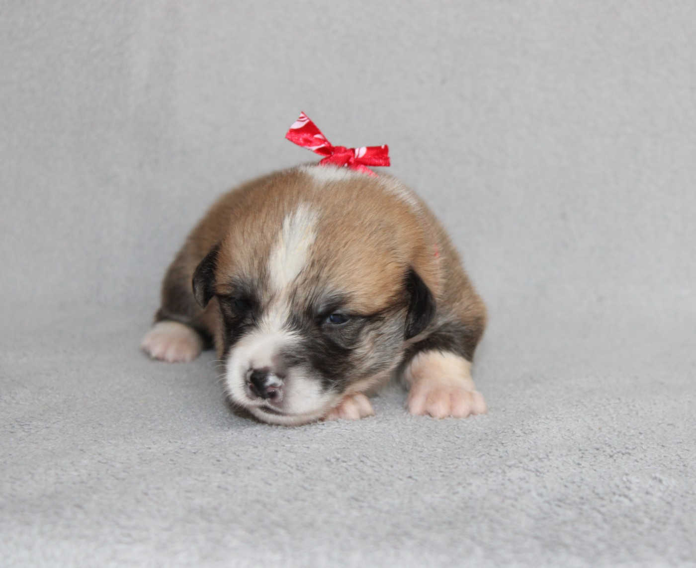 Of Impérial Wisdom - Chiots disponibles - Welsh Corgi Pembroke