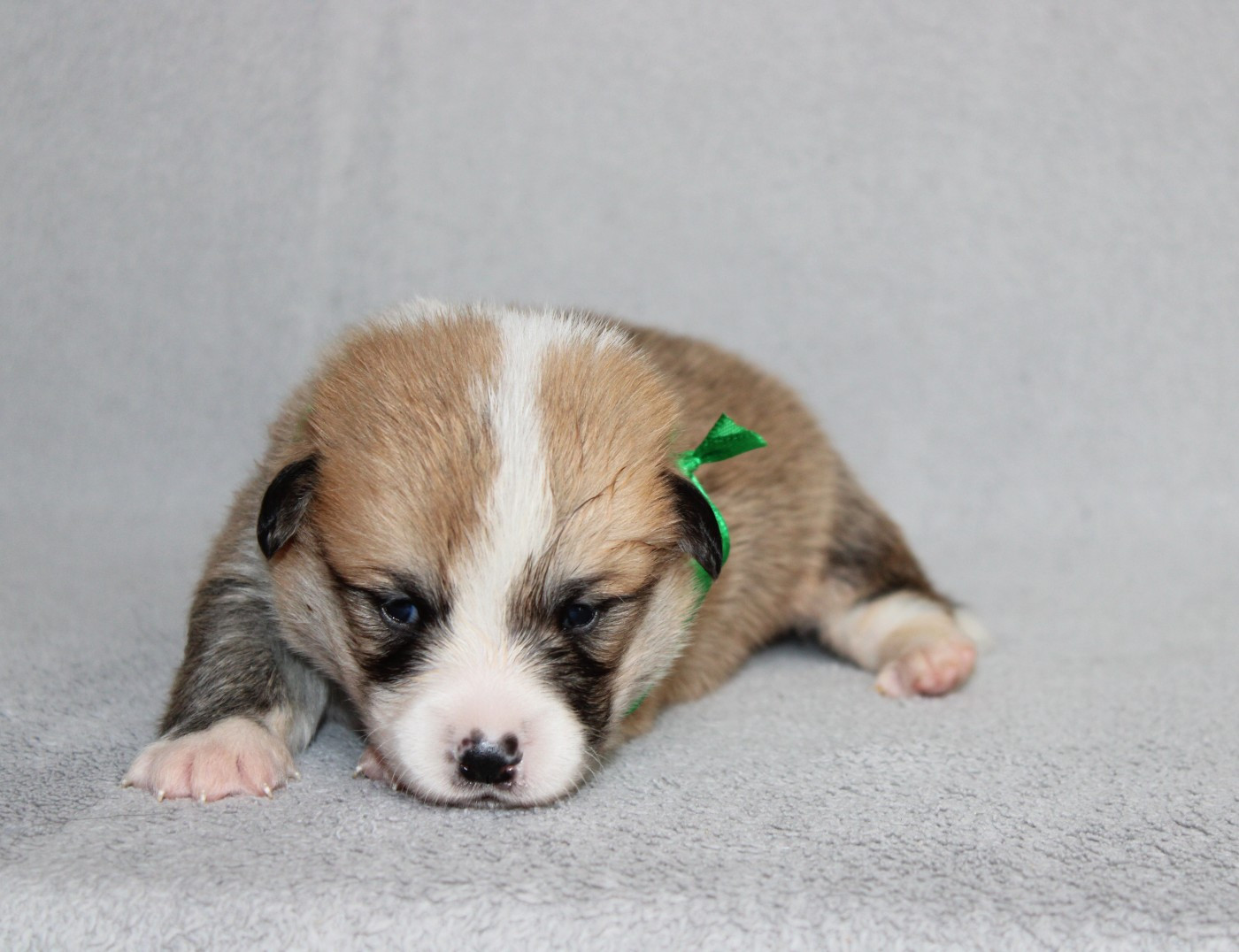 Of Impérial Wisdom - Chiots disponibles - Welsh Corgi Pembroke