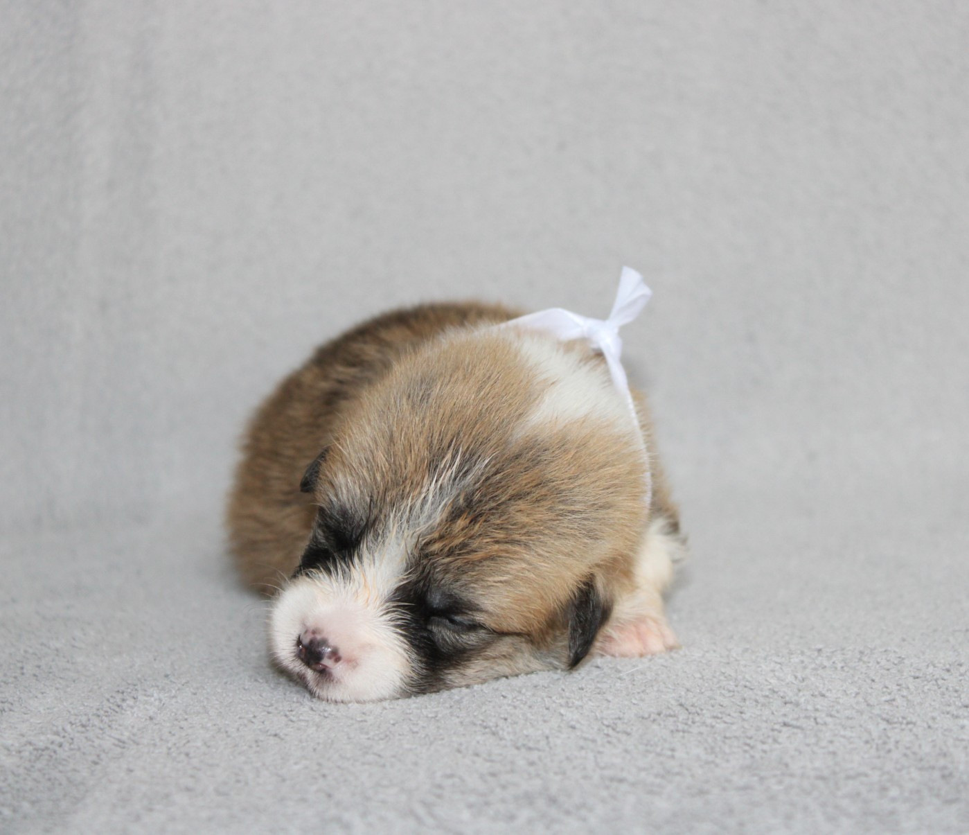 Of Impérial Wisdom - Chiots disponibles - Welsh Corgi Pembroke