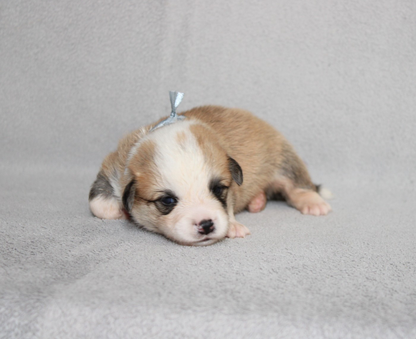 Of Impérial Wisdom - Chiots disponibles - Welsh Corgi Pembroke