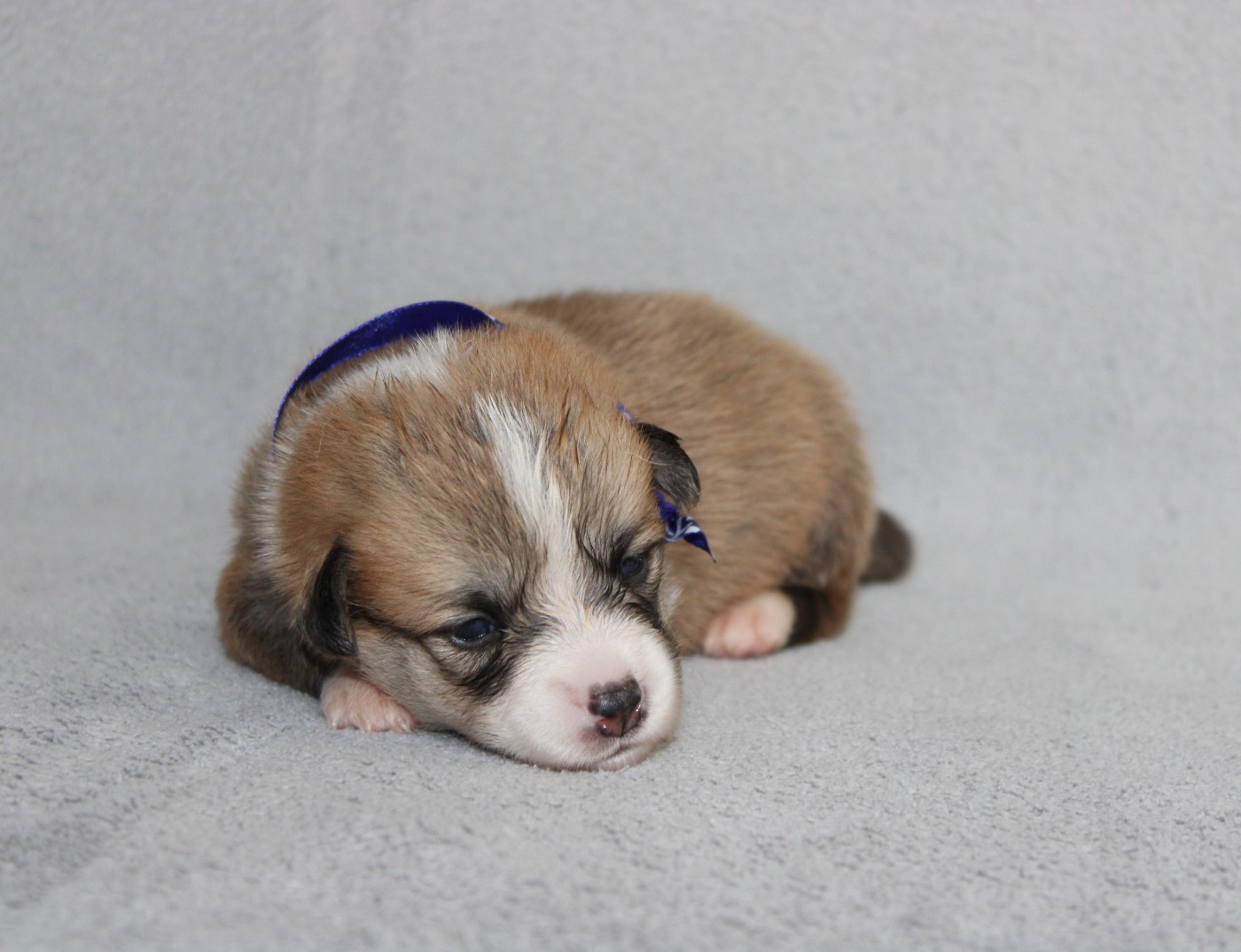 Of Impérial Wisdom - Chiots disponibles - Welsh Corgi Pembroke