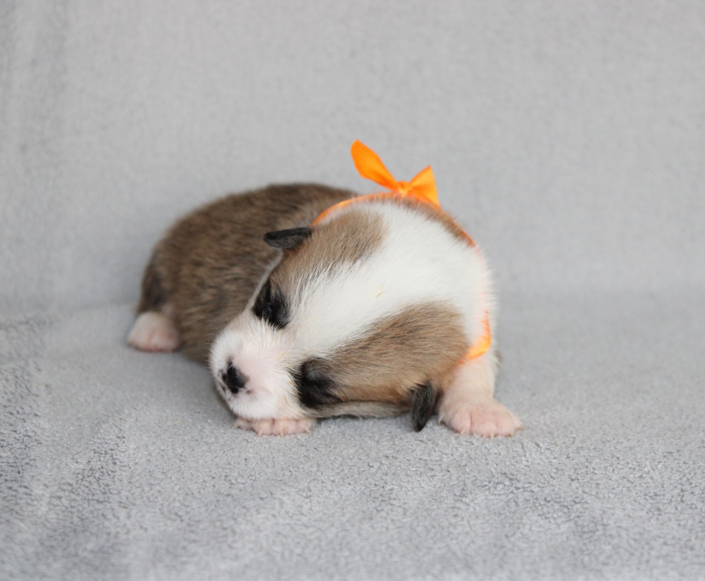 Of Impérial Wisdom - Chiots disponibles - Welsh Corgi Pembroke