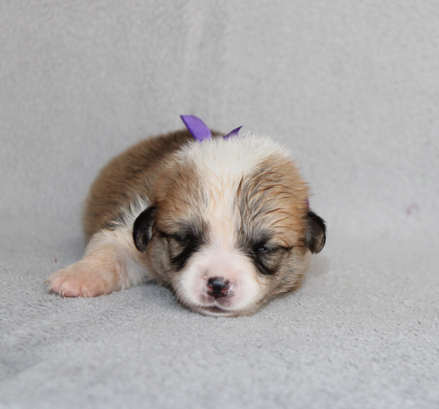 Of Impérial Wisdom - Chiots disponibles - Welsh Corgi Pembroke