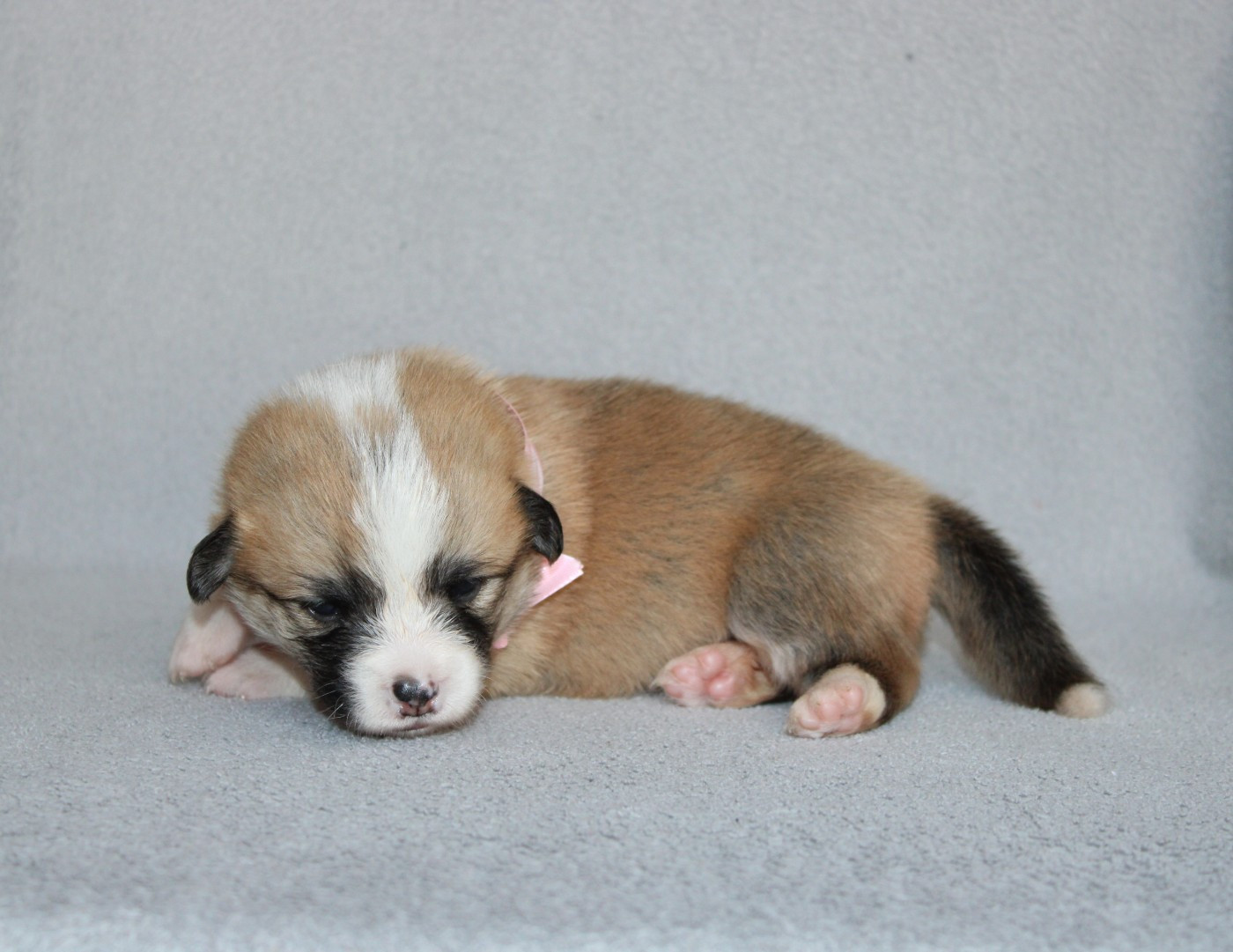 Of Impérial Wisdom - Chiots disponibles - Welsh Corgi Pembroke