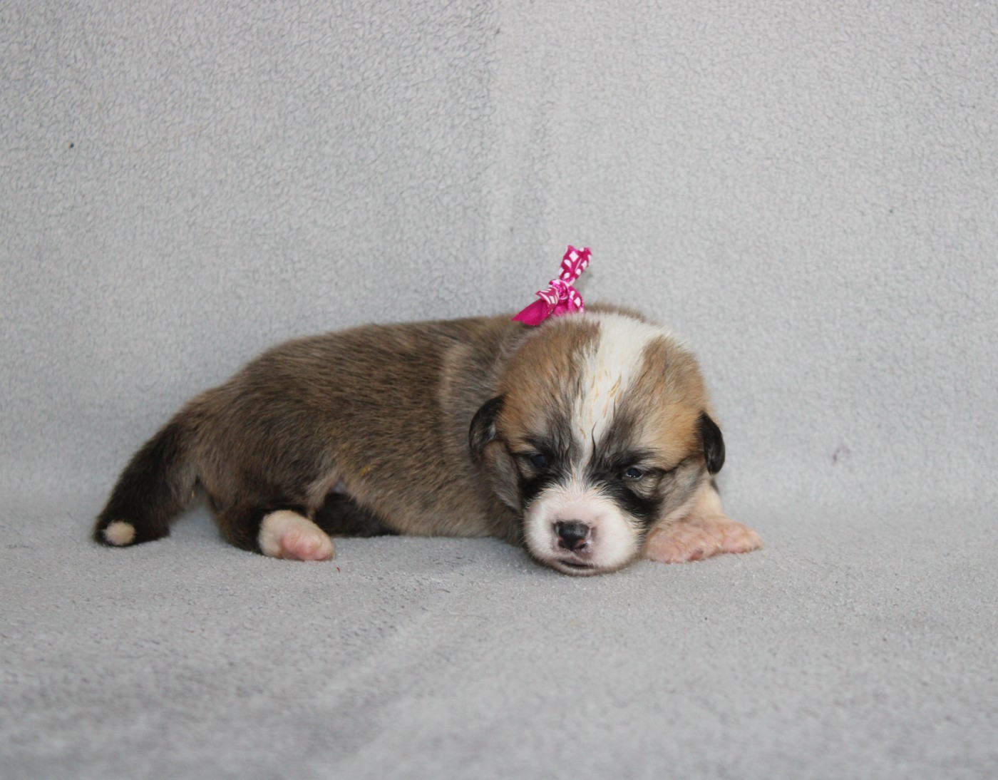 Of Impérial Wisdom - Chiots disponibles - Welsh Corgi Pembroke