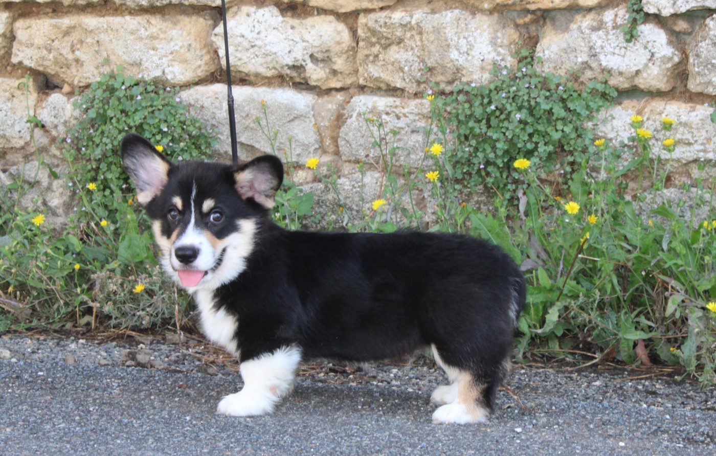 Of Impérial Wisdom - Chiots disponibles - Welsh Corgi Pembroke