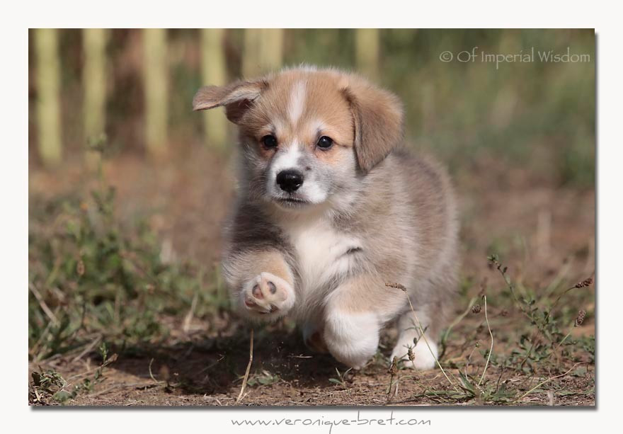 Of Impérial Wisdom - Chiots disponibles - Welsh Corgi Pembroke