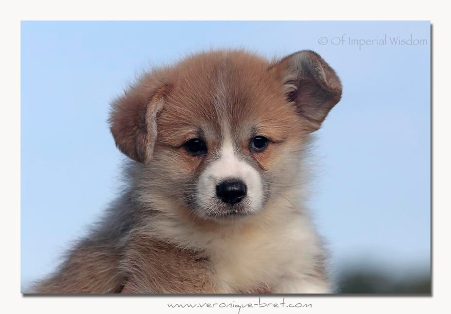 Of Impérial Wisdom - Chiots disponibles - Welsh Corgi Pembroke