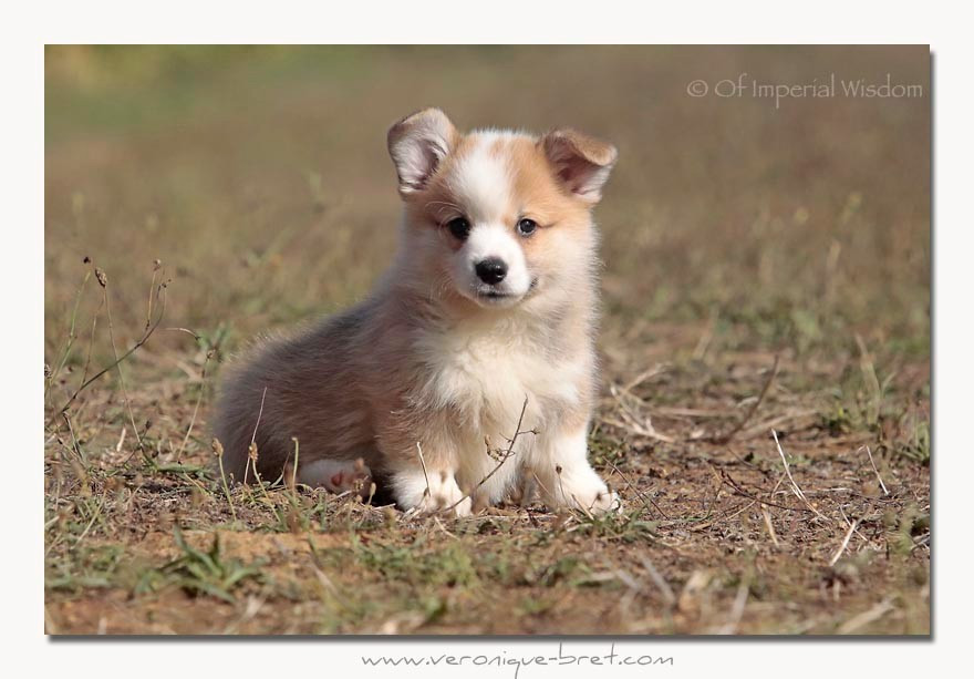 Of Impérial Wisdom - Chiots disponibles - Welsh Corgi Pembroke