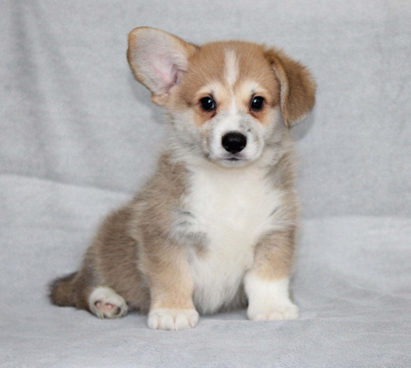 Of Impérial Wisdom - Chiots disponibles - Welsh Corgi Pembroke