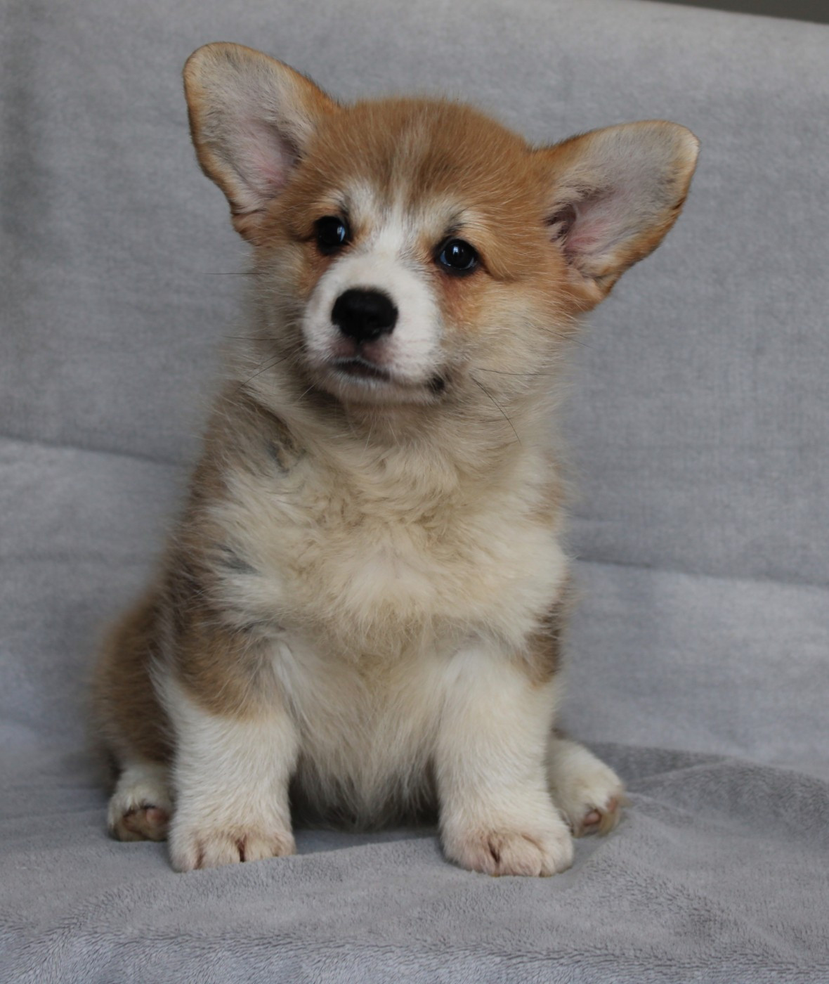 Of Impérial Wisdom - Chiots disponibles - Welsh Corgi Pembroke