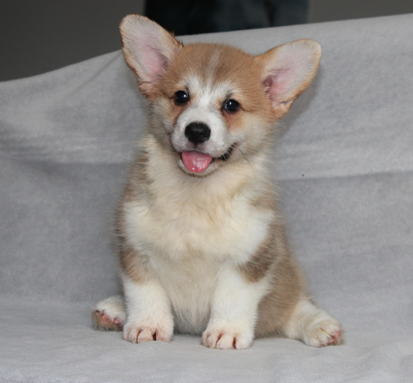 Of Impérial Wisdom - Chiots disponibles - Welsh Corgi Pembroke
