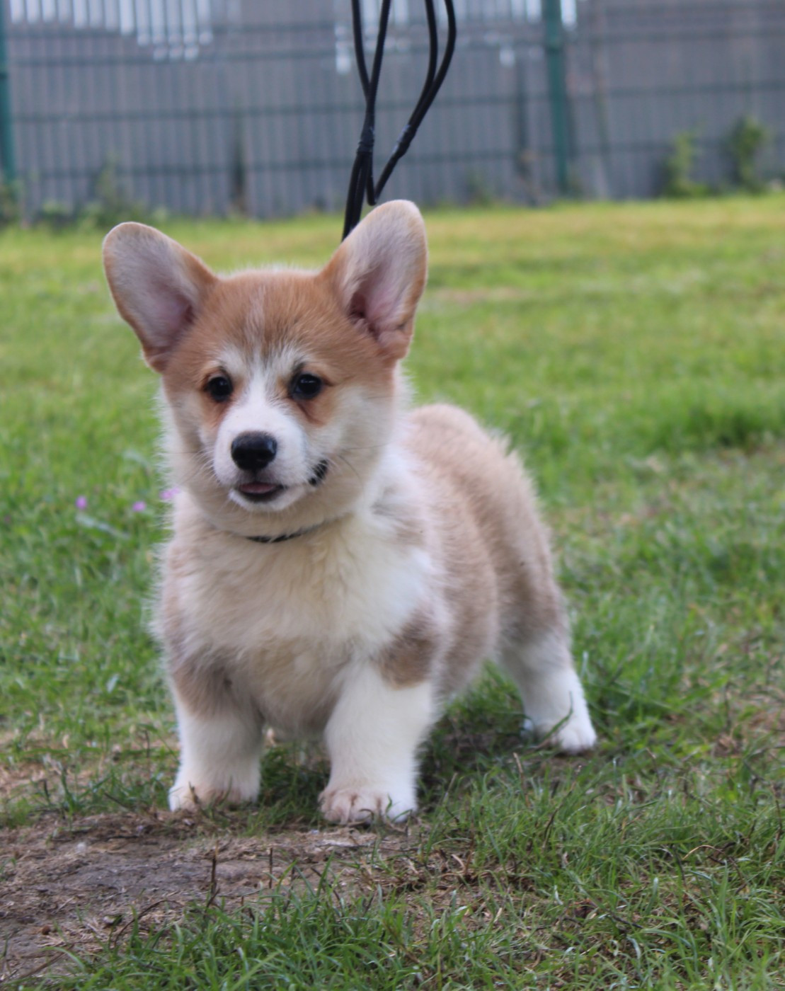Of Impérial Wisdom - Chiots disponibles - Welsh Corgi Pembroke