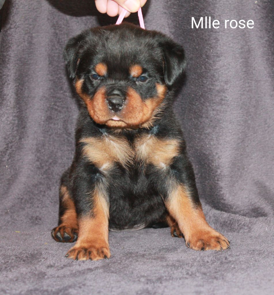 Of Impérial Wisdom - Chiots disponibles - Rottweiler