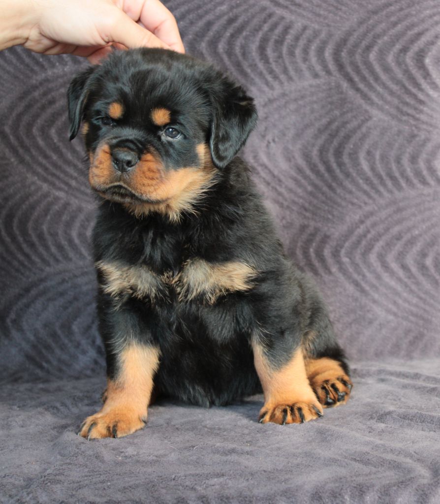 Of Impérial Wisdom - Chiots disponibles - Rottweiler
