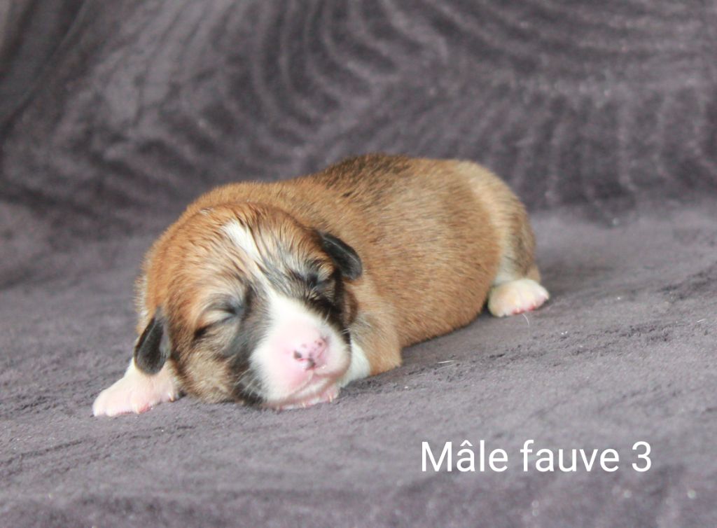 Of Impérial Wisdom - Chiots disponibles - Welsh Corgi Pembroke