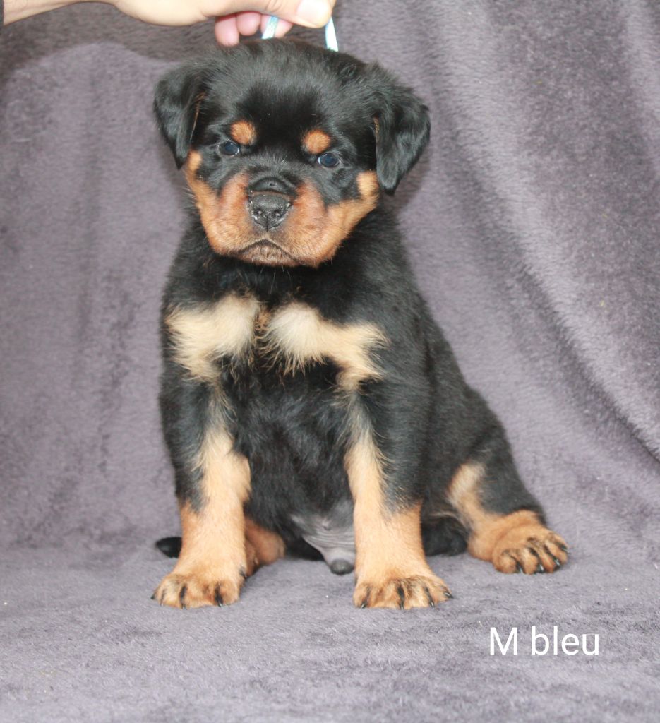 Of Impérial Wisdom - Chiots disponibles - Rottweiler