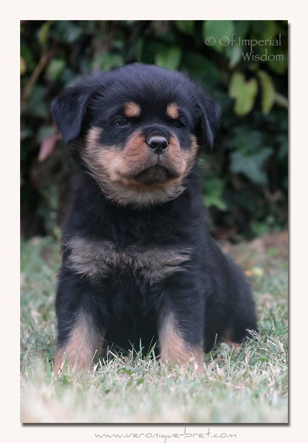 Of Impérial Wisdom - Chiots disponibles - Rottweiler