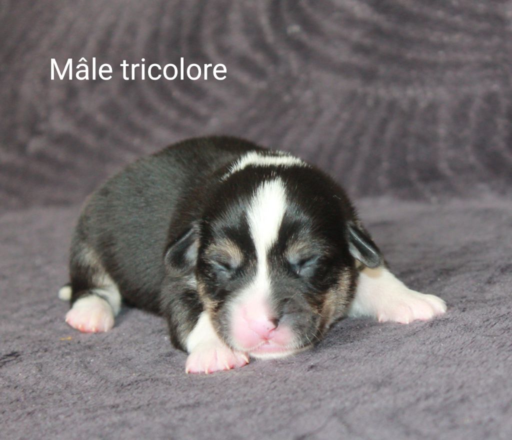 Of Impérial Wisdom - Chiots disponibles - Welsh Corgi Pembroke