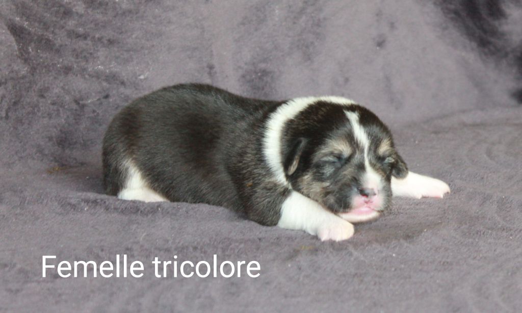Of Impérial Wisdom - Chiots disponibles - Welsh Corgi Pembroke